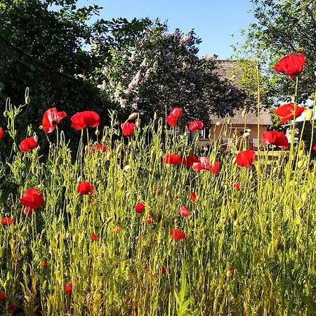 Fischerhaus Am Strom Dom wakacyjny *